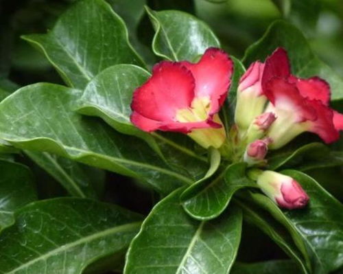 沙漠玫瑰叶子变黄，原因多端