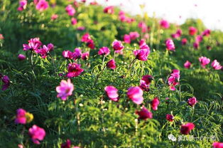 你以为全天者阝嫩移栽？大错特错！