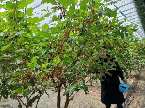 季节窗口期：价格有规律