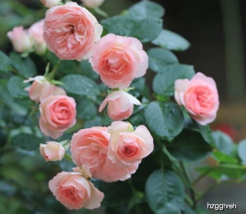 月季花种在哪个方位好？揭秘光照、 通风与积水问题