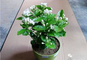 茉莉花的种植秘诀：如何让香气四溢