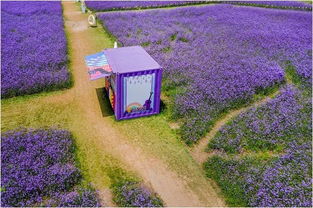 广场紫色花海的秘密：为何耐养不易坏？