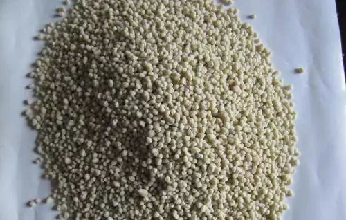 腐熟豆饼水：皋月杜鹃的理想肥料