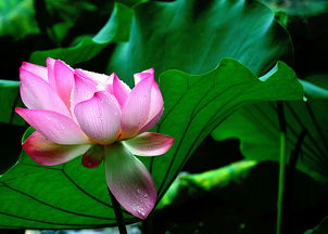 荷花在11月会凋谢吗？