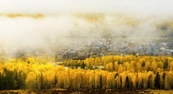 骆驼刺的顽强生命力