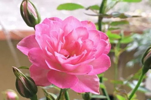 去小留大的抹芽之道