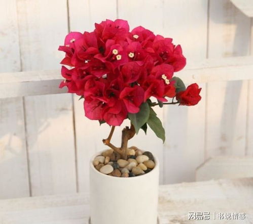 冬天怎么让菊花快点开花？