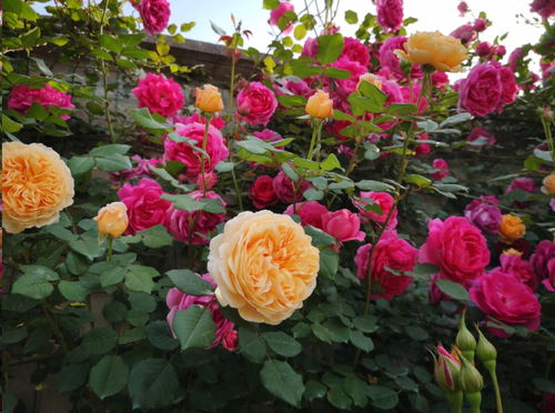 观察叶片， 浇水不是猜谜语