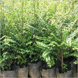 北方的冬天温室里嫩种紫檀吗？