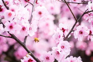 桃花之外3月开什么花