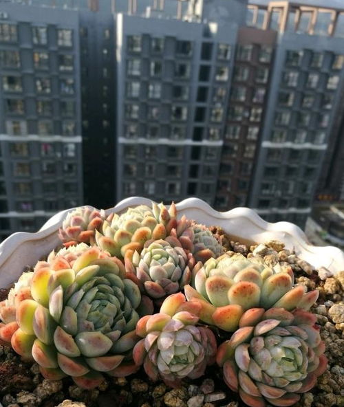 桃美人无根，如何让它快速生根