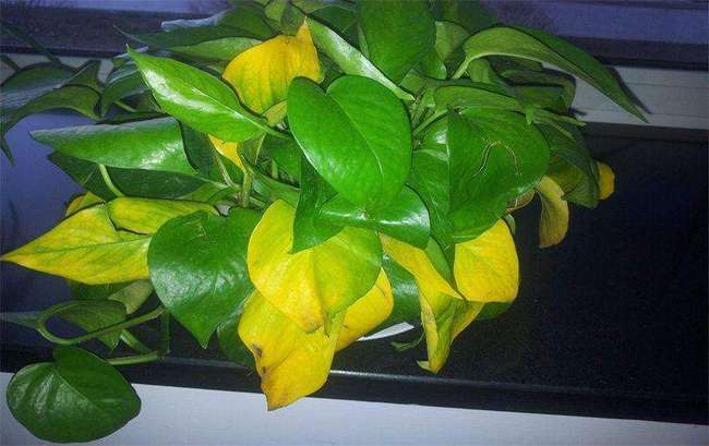 绿萝叶子黄了咋办呢？绿意盎然的小妙招来啦！