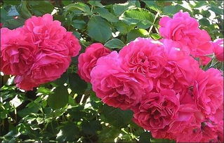 我的月季种植小记