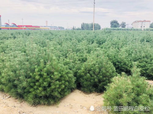 1.5米白皮松的价格波动