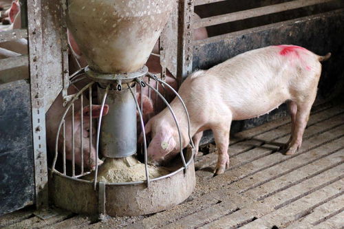 育肥猪饲料一般多少钱一吨，普通猪饲料又是多少钱一公斤呢？