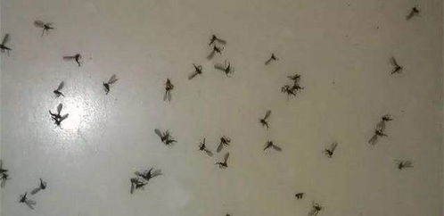 家里花草有小白虫，喷点什么药呢？