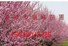 榆叶梅果的价钱揭秘啦！