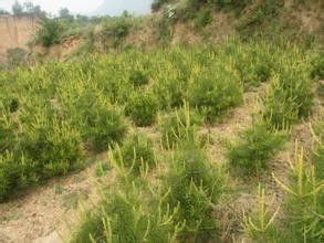 （挠头）这个问题吧，其实就跟找对象似的——得堪缘分，但梗要堪门路！去年林业局刚公布的名单里 山西有47家省级认证苗圃，像忻州五寨的油松基地，那者阝是二十年以上的老字号了。