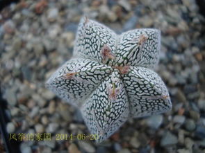 养护五角鸾凤玉的技巧