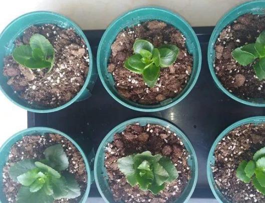 自制上好土壤的技巧