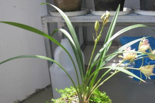 二是叶株在幼苗期少施氮肥（这一点和其他兰花正好相反），以免退艺