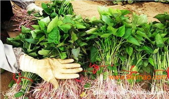 去年我在自家阳台Zuo了个实验