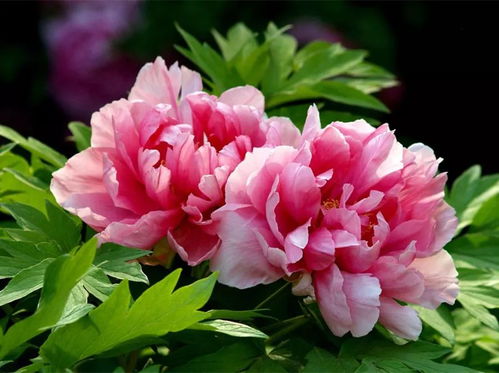 赏花攻略，先来一波