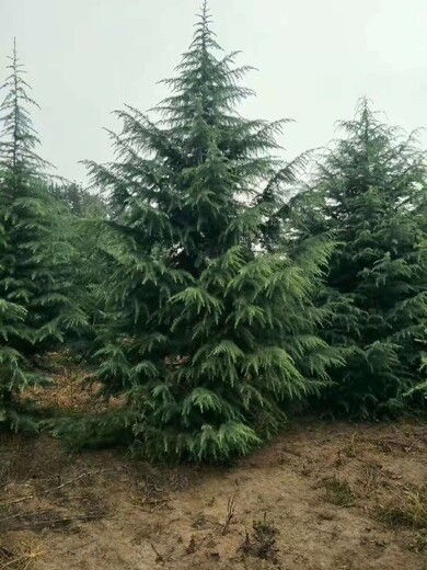 秋季移栽，风险较大