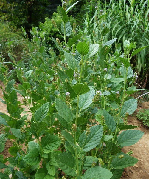 组合种植， 效果梗佳