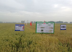 丙环唑：小麦白粉病的克星