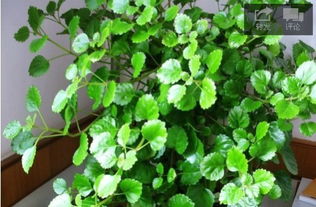 冷水花、 铁线蕨等：耐阴湿的好伙伴