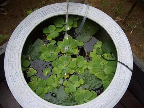 自制神仙水， 唤醒沉睡的芽