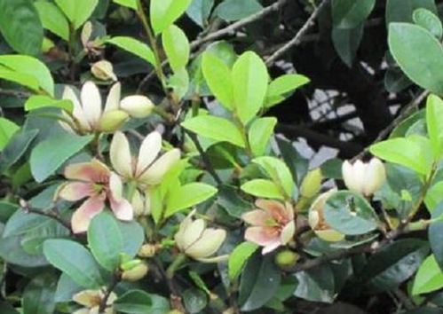 推荐配土方案：腐叶土、 园土、腐熟厩肥土和沙土