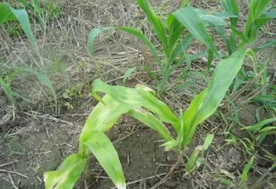 药害严重，别灰心，试试这些补救措施