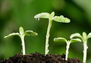 种子发芽需要几天浇水一次？浇水过多或过少会有什么影响
