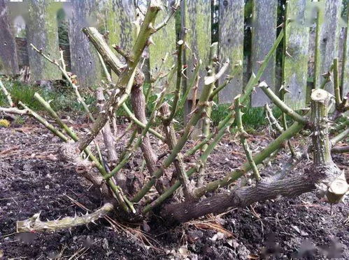 灌木月季修剪，枝条交叉与病虫害的处理方法大揭秘！