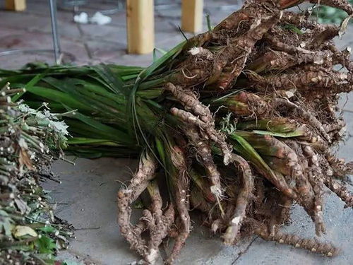 香椿种子价格波动大，种植方法多样