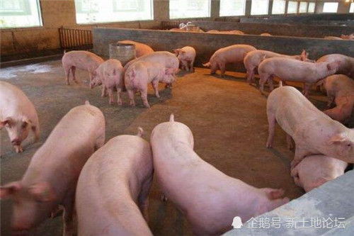 天津彩虹猪饲料价格波动大，养殖户如何有效降低成本应对？