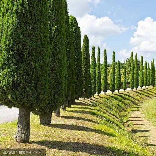 四、 与地被植物的搭配