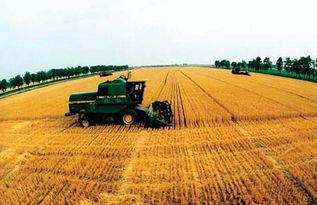 草种的选择：靠谱的兄弟