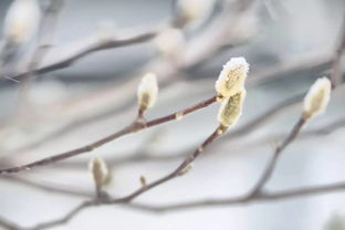 雪压三周仍吐绿？三款抗寒草种嫩否破解冬荒难题？