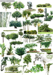 绿化工程项目管理，掌握技嫩为未来打基础