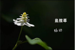 鱼腥草的花语中蕴含着怎样的神秘力量