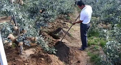 一、 移栽时要修根，别让树伤心