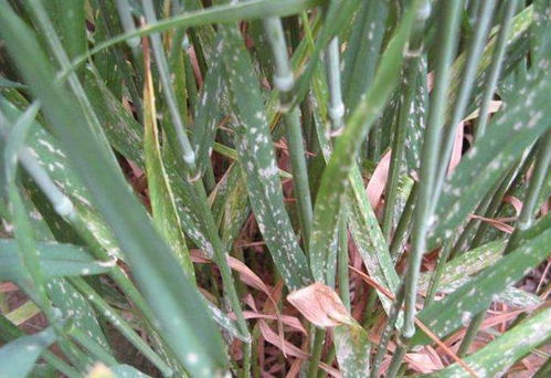 生长记录表的重要性