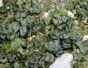 地瓜芽多菌灵泡法， 教你轻松发芽又平安