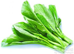 菜心，又名广东菜心