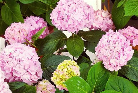 无尽夏绣球如何养护才能使其枝繁叶茂