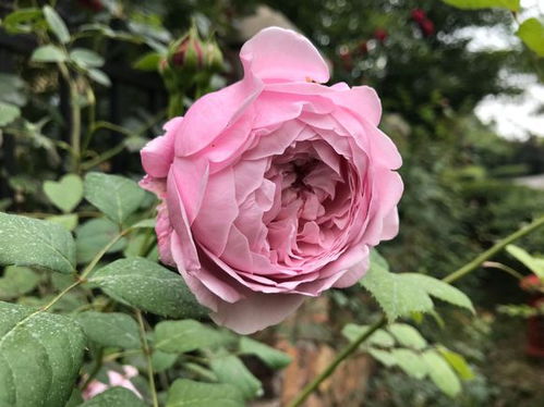 第一步：给它洗个澡