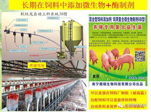 如何通过四招实用技巧，每月在饲料费上节省20%，减少3000元开销？